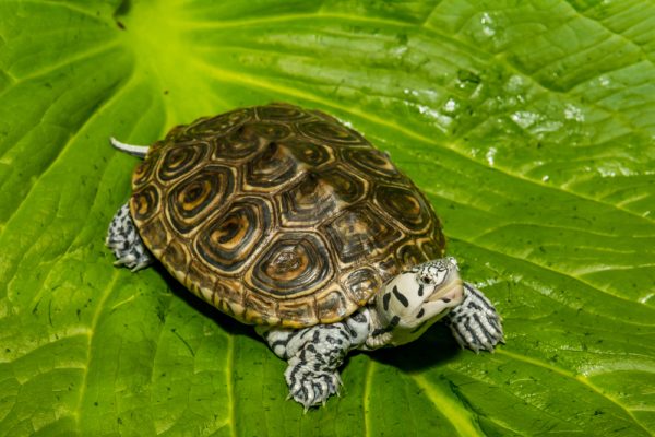 Diamondback Terrapins Demystified: Ecology and Significance