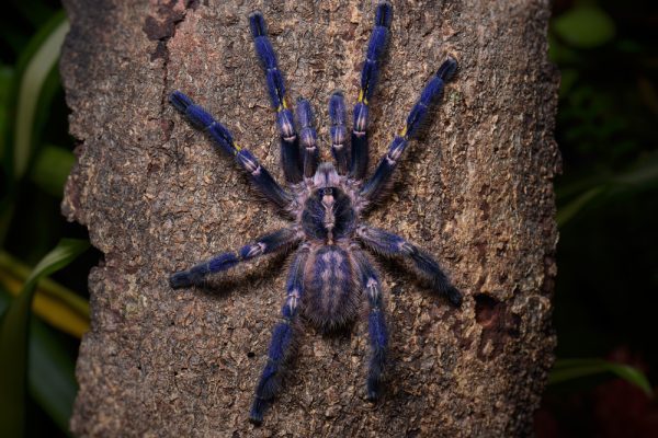 Top Tarantula Species for Pet Owners: A Complete Guide